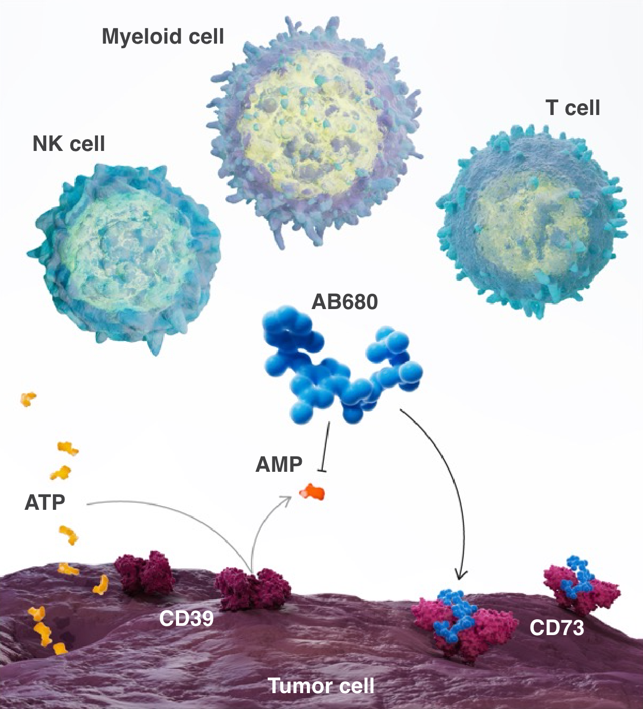 immune cell activation graphic