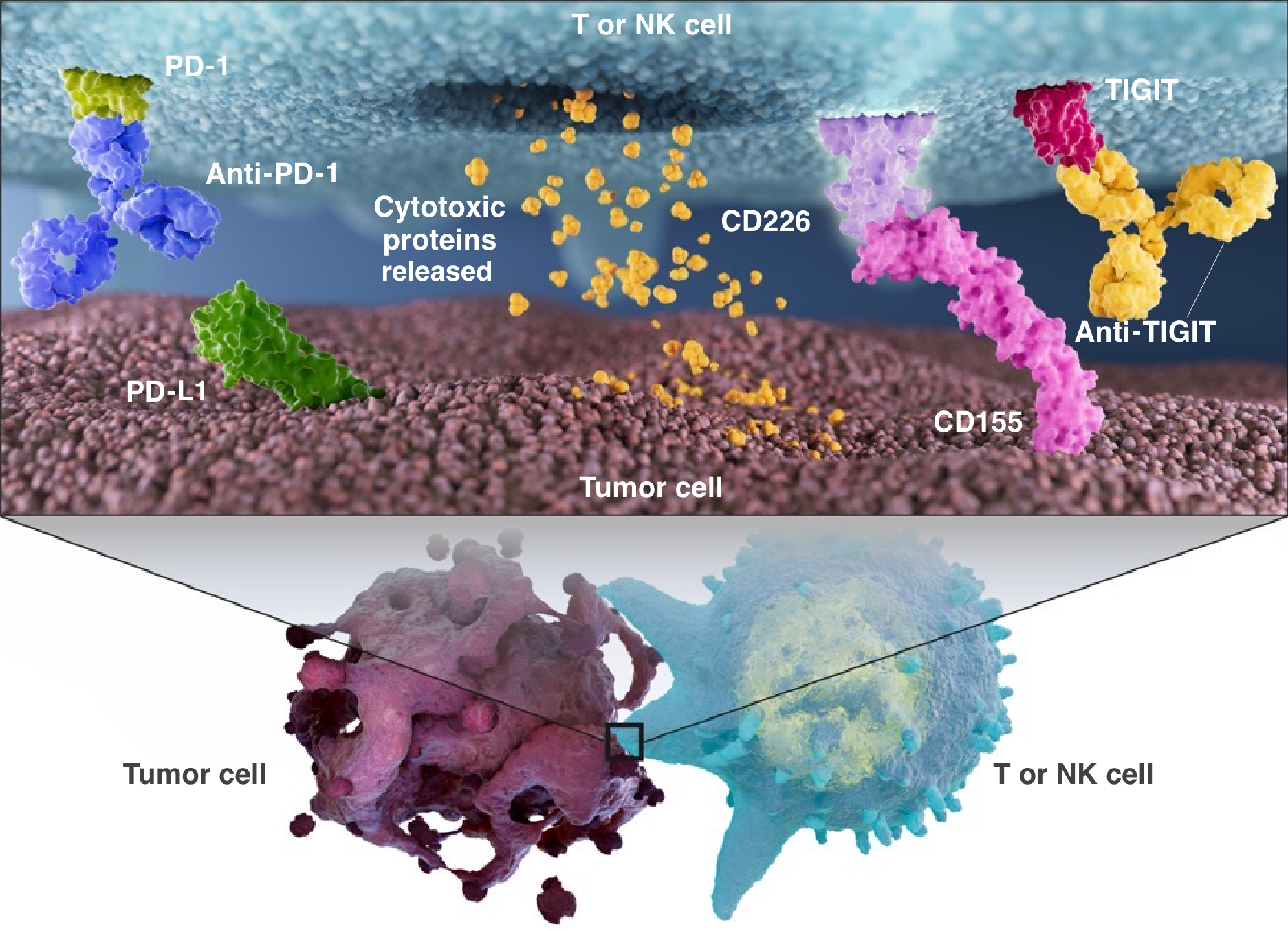 immune cell activation and tumor cell killing graphic
