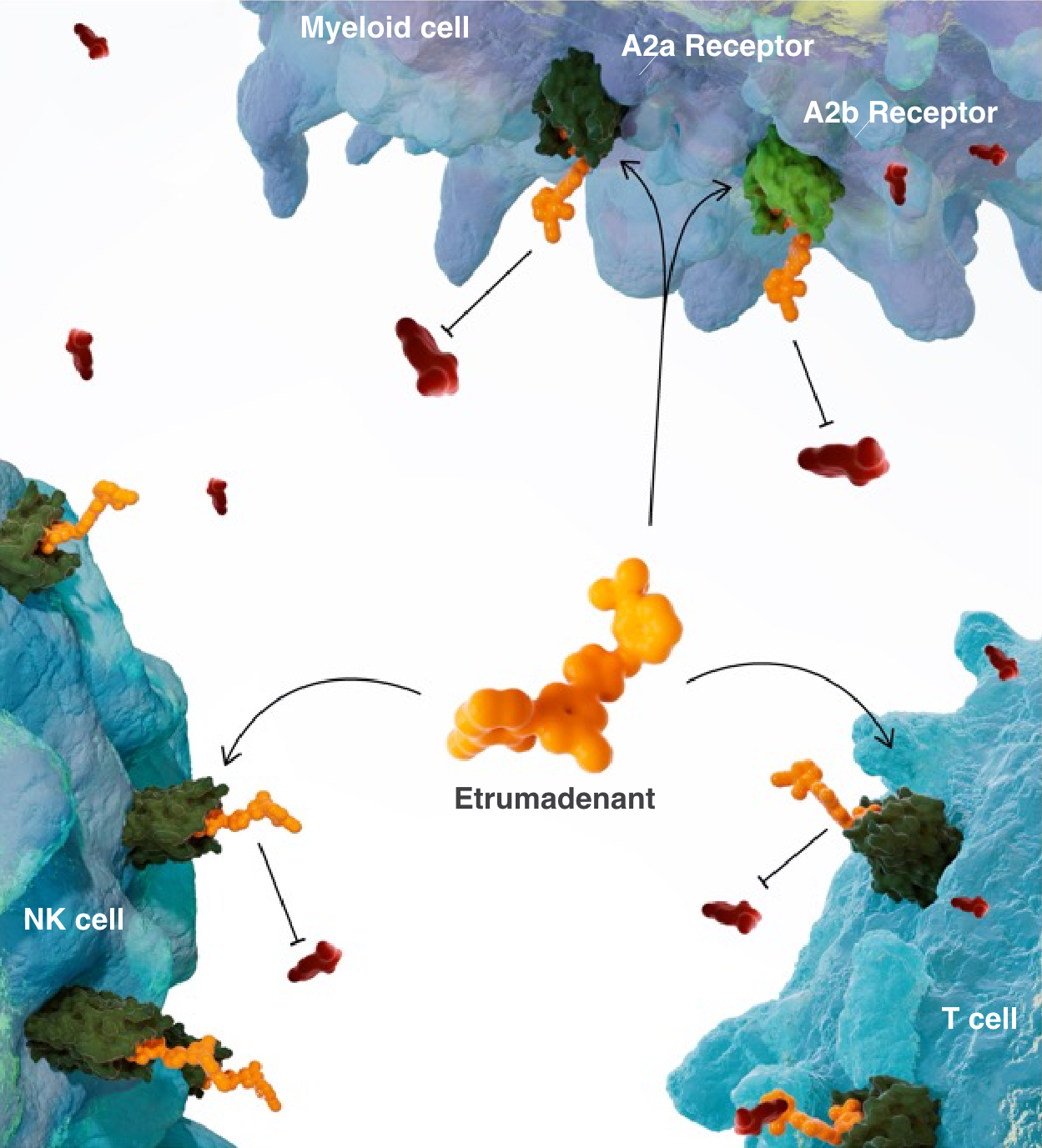 immune cell activation graphic
