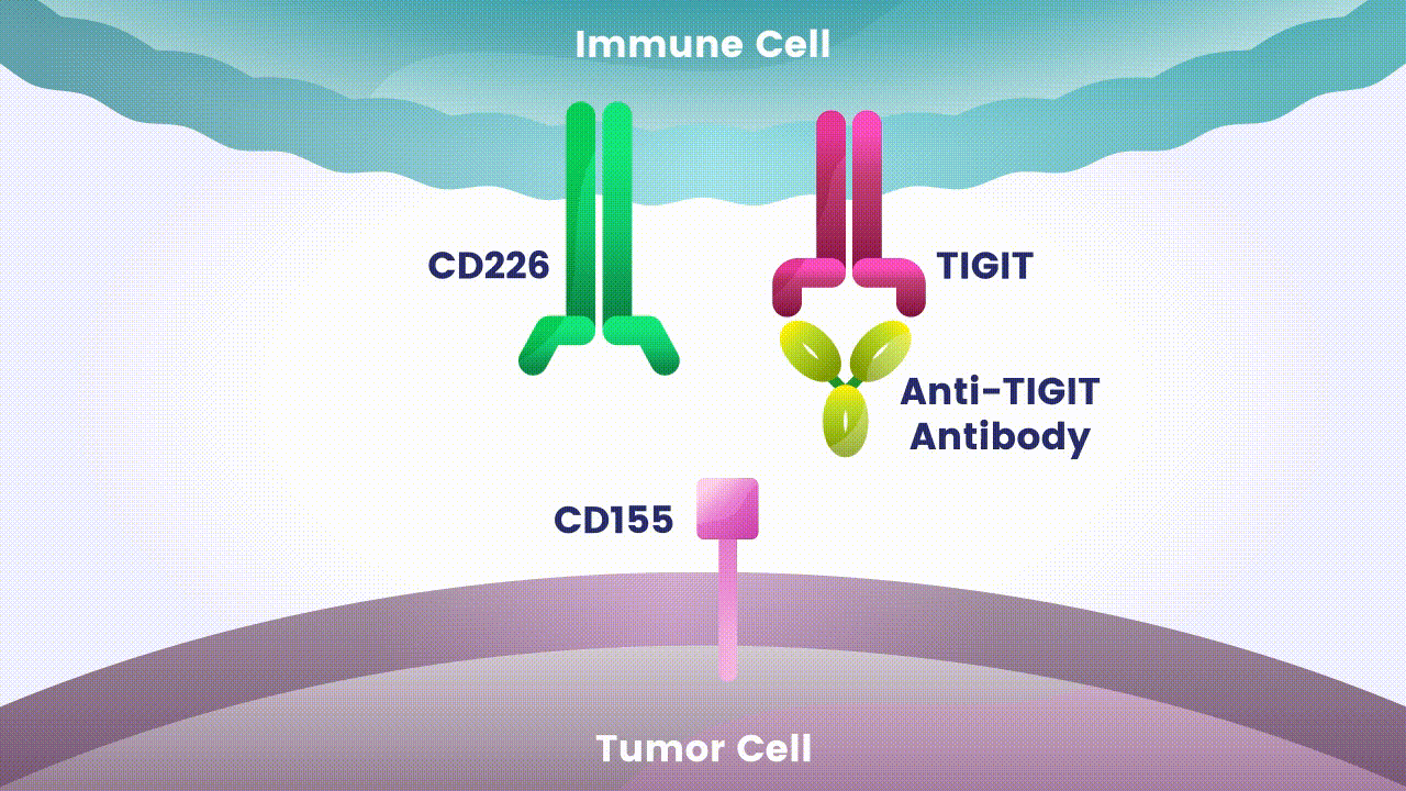 Exploring Immunotherapy Combinations | Arcus Biosciences