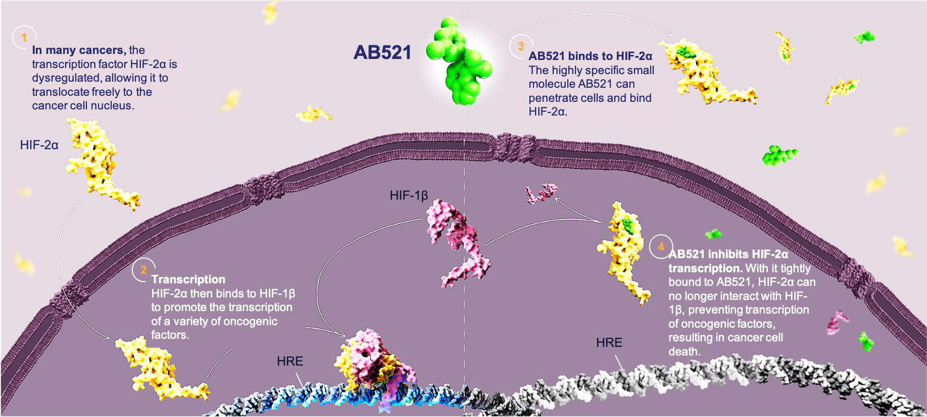 HIF-2⍺ and AB521 within the tumor cell nucleus graphic
