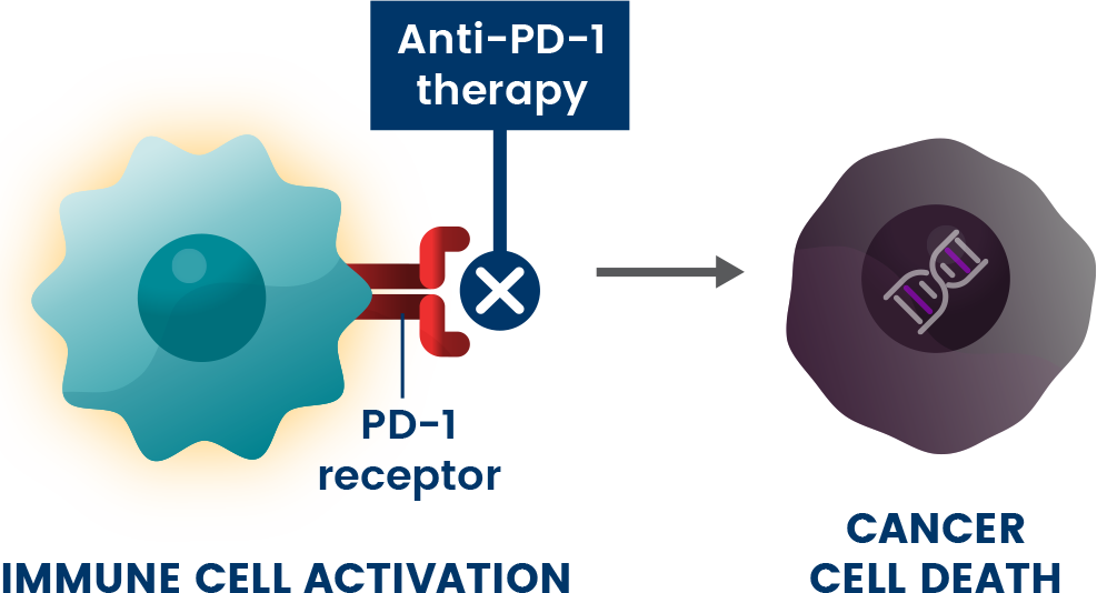Anti-pd-1 therapy diagram