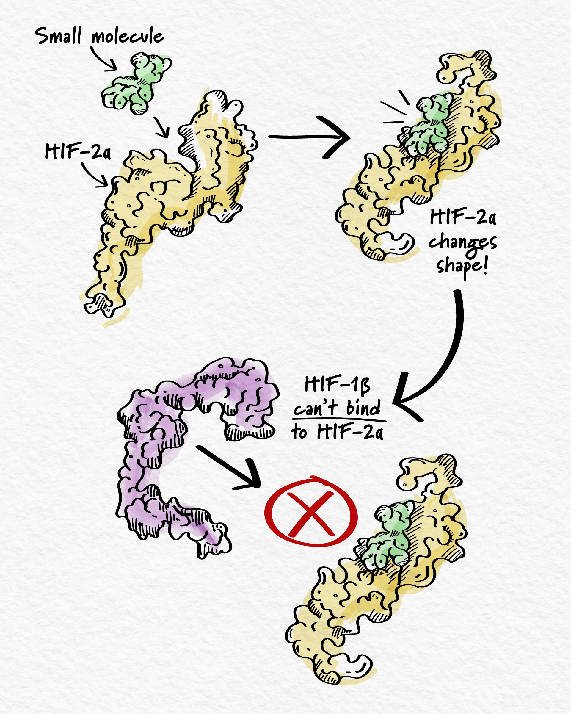 an illustration showing a small molecule binding to HIF-2α, causing it to change shape, and preventing HIF-1β from binding, which inhibits cancer cell growth