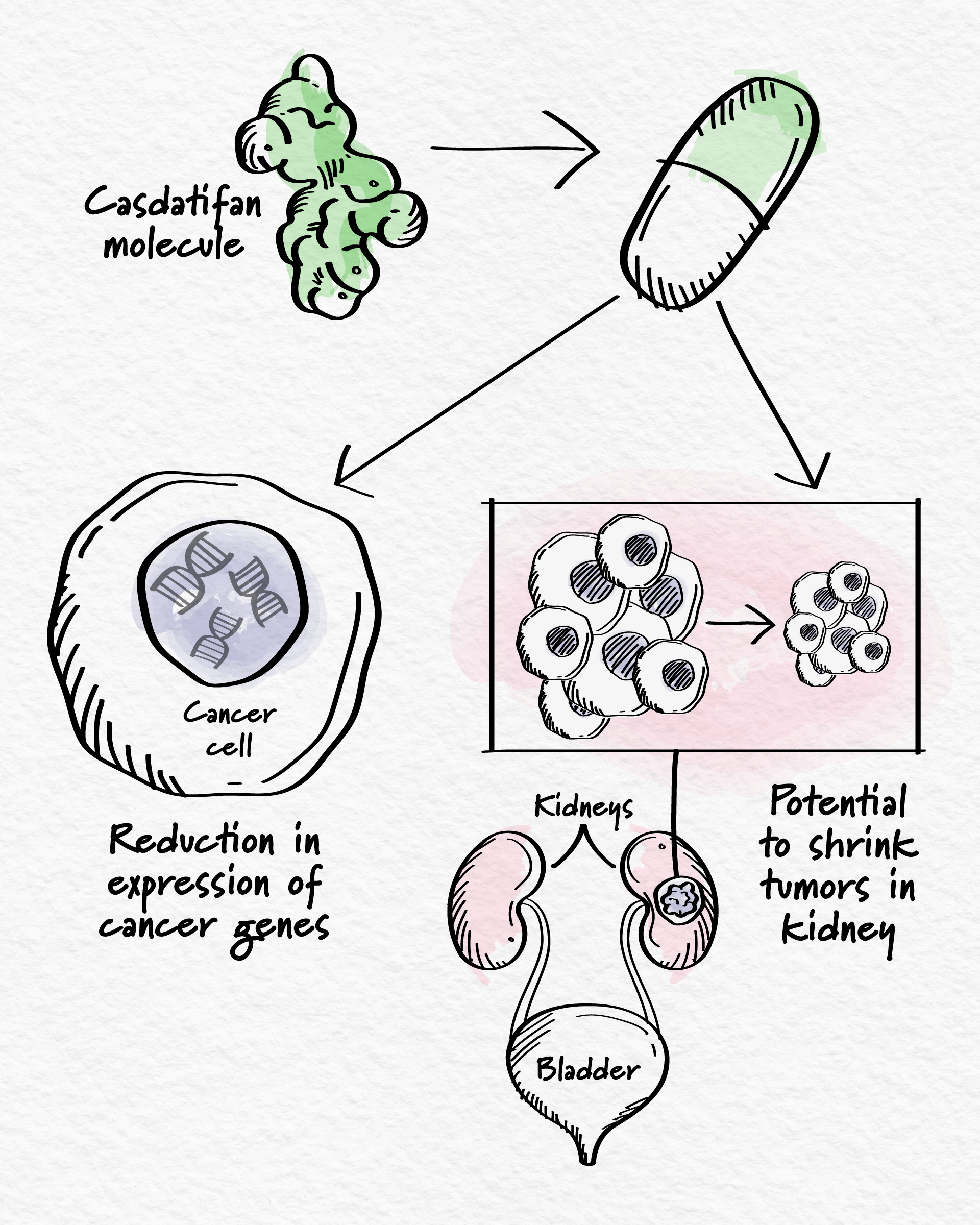 an illustration showing a Casdatifan molecule being converted into a pill, reducing cancer gene expression in a tumor and potentially shrinking tumors in the kidneys and bladder